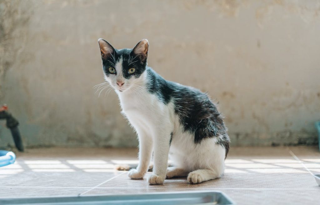 Hier lees je hoe je vlooien bij je kat op tijd herkent en kunt bestrijden met Vectra Felis